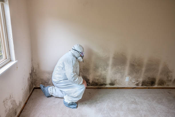Best Attic Mold Removal  in Bel Nor, MO