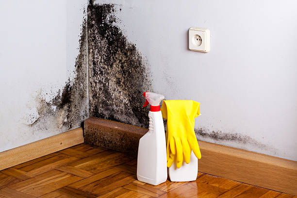 Home Mold Removal in Bel Nor, MO